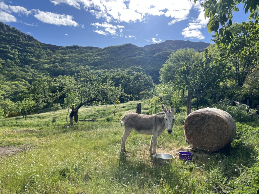 Âne dans un pré face aux montagnes des Cévennes
